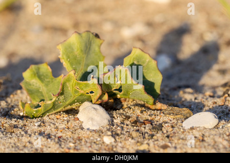 Kale Crambe maritima (mer), l'île de Fehmarn, Schleswig-Holstein Banque D'Images