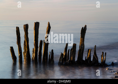 Épis altérés dans la mer, l'île de Fehmarn, Schleswig-Holstein Banque D'Images