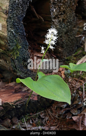 Maianthemum bifolium, mai lily Banque D'Images