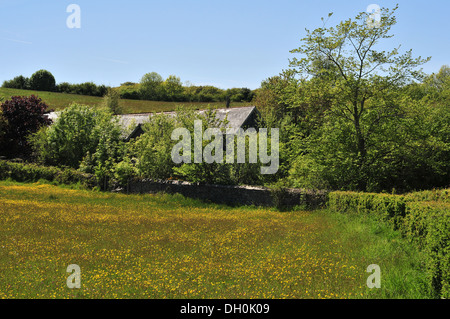 Le toit de l'ancien village près de l'école Comins Coch Aberystwyth, Pays de Galles, Royaume-Uni montre au-dessus de la couverture de végétation qui la bordent. Banque D'Images