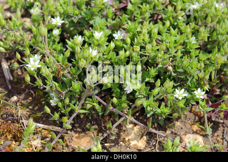 La sabline à feuilles, Arenaria serpyllifolia sabline Banque D'Images