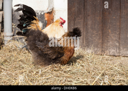 Silkie soyeux ou volaille (Gallus gallus domesticus), Hesse Banque D'Images