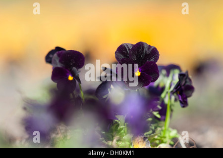 Pensée (Viola wittrockiana jardin), Kassel, Kassel, Hesse, Allemagne Banque D'Images