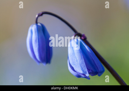 (Squill scilla), Kassel, Kassel, Hesse, Allemagne Banque D'Images