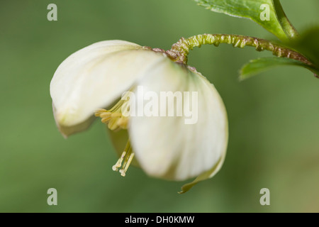 Lenten rose ou hellebore Helleborus orientalis (oriental), Kassel, Kassel, Hesse, Allemagne Banque D'Images