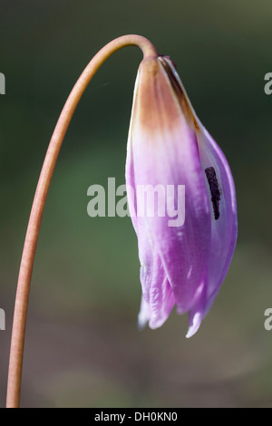 Chien-dent Violet (Erythronium dens-canis), Kassel, Kassel, Hesse, Allemagne Banque D'Images