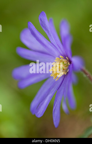 Tons de bleu (windflower anemone blanda tons de bleu), Kassel, Kassel, Hesse, Allemagne Banque D'Images