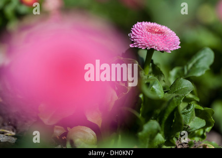 Bellis perennis (Daisy), Kassel, Kassel, Hesse, Allemagne Banque D'Images