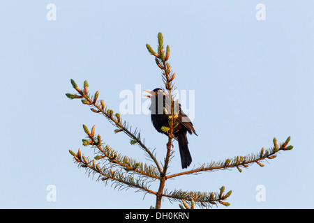 Blackbird (Turdus merula), homme, chanter pendant que perché sur un arbre, Fuldabrück, Fuldabrück, Hesse, Allemagne Banque D'Images