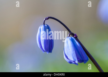(Squill scilla), Kassel, Kassel, Hesse, Allemagne Banque D'Images