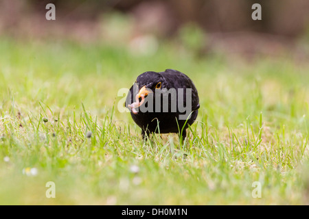 Blackbird (Turdus merula), homme, avec un ver de terre dans son bec, fuldabrück, fuldabrück, Hesse, Allemagne Banque D'Images