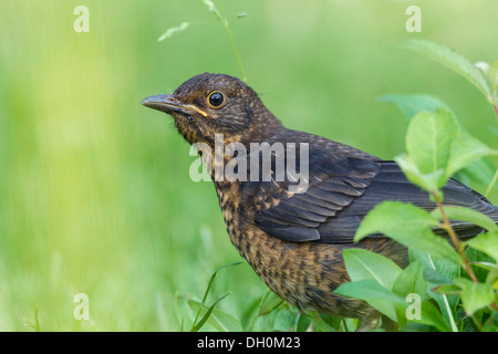 Blackbird (Turdus merula), jeune jeune, Fuldabrück, Fuldabrück, Hesse, Allemagne Banque D'Images