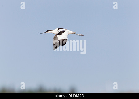 Avocette élégante (Recurvirostra avosetta) en vol, grüner brink, fehmarn, ostholstein, Schleswig-Holstein, Allemagne Banque D'Images