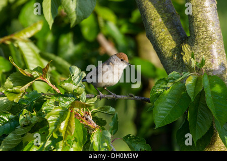 Blackcap (Sylvia atricapilla), femme, perché sur une branche, Fuldabrück, Fuldabrück, Hesse, Allemagne Banque D'Images