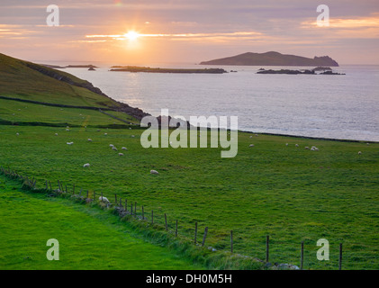 Le comté de Kerry, Irlande : Coucher de soleil sur son Blasket et Les Îles Blasket de Dunmore Head Banque D'Images