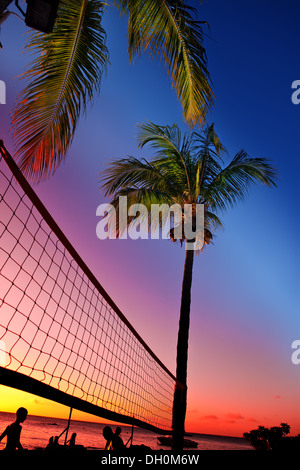 Grille pour le beach-volley entre palmiers Banque D'Images