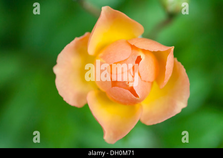 Ghislaine de Féligonde rose (rose pimpinellifolia var hispida x Joanna Hill), fleur, Kassel, Hesse, Allemagne Banque D'Images