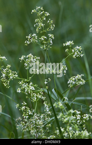 Le Galium mollugo, debout le gaillet Banque D'Images