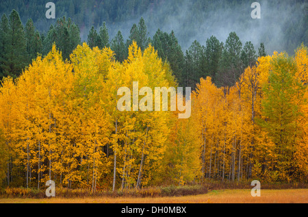 La Forêt nationale de Wenatchee, WA : Bosquet de trembles (Populus tremuloides) dans la couleur de l'automne à l'encontre d'une forêt Banque D'Images