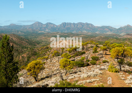 Heysen vont de Bunyeroo Lookout, Flinders Range National Park, Australie du Sud, Australie Banque D'Images