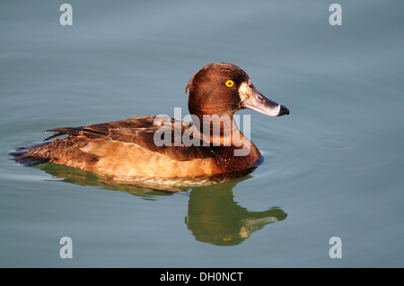 Une femelle fuligule morillon natation UK Banque D'Images