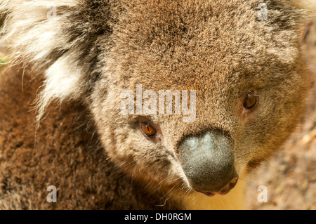 Koala pour Healesville Sanctuary près de Melbourne, Victoria, Australie Banque D'Images