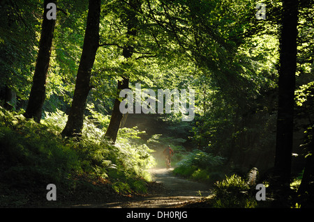 Un cycliste en bois, près de Fingle Mortonhampstead UK Dartmoor. Acheté par le Woodland Trust en 2013 pour la restauration. Teign Valley Banque D'Images