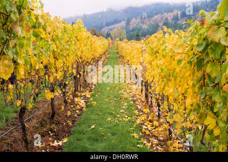 Rangées de vignes dans la région de collines de Dundee Oregon avec matin brouillard en automne Banque D'Images