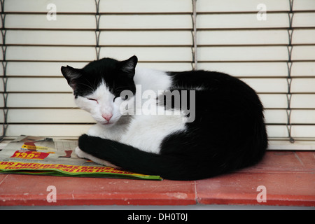 Chat noir et blanc errants dormir sur rebord de fenêtre Banque D'Images