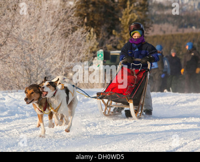 Chiens de traîneau en Alaska, Huskies, chiens, enfant, jeune garçon, musher, course de luge de chien, près de Whitehorse, Territoire du Yukon, Canada Banque D'Images