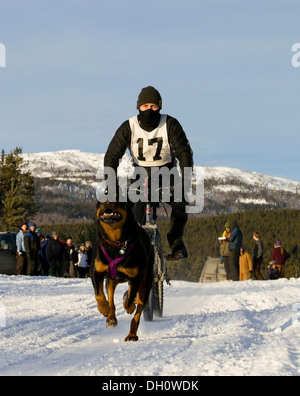 Homme bikejoring, dog sport, course de Rottweiler tirant un VTT, course de traîneaux à chiens, près de Whitehorse, Yukon, territoire, Canada Banque D'Images