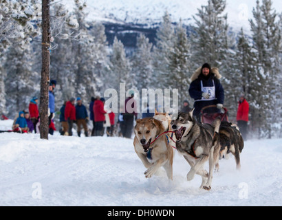 Chiens de traîneau en Alaska, Huskies, l'équipe de chien de traîneau à chien, la colline de carbone race, Mt. Lorne, près de Whitehorse, Territoire du Yukon, Canada Banque D'Images