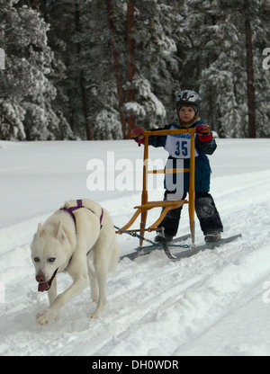 Jeune garçon un traîneau à chiens de traineaux, Alaskan Husky, le chien de traîneau Hill race, Mt. Lorne, près de Whitehorse, Territoire du Yukon, Canada Banque D'Images