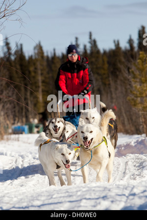 L'homme, musher d'exécution, la conduite d'un traîneau à chien, de l'équipe de chiens de traîneau, deux chefs blanc, le plomb, les chiens Huskies d'Alaska, Territoire du Yukon Banque D'Images