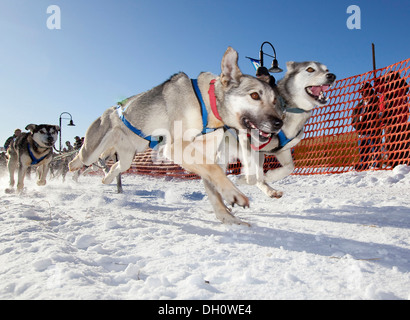 Conduire des chiens, des chiens de traîneau en Alaska, Huskies, chiens, début de Road Runner 100 course de traîneaux à chiens, Whitehorse (Territoire du Yukon) Banque D'Images