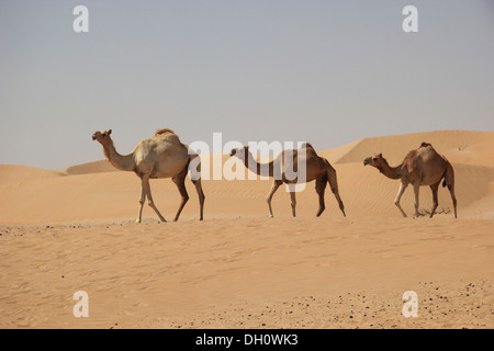 Arabian chameaux ou dromadaires (Camelus dromedarius) dans le désert sur la route d'oasis de Liwa, Rub Al Khali, l'Émirat d'Abu Dhabi Banque D'Images