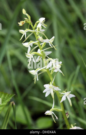 Platanthera bifolia, moindre orchidée-papillon Banque D'Images