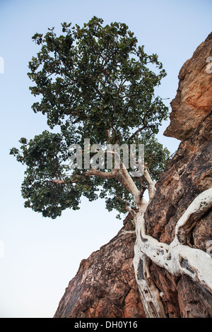 Arbre dans un paysage désertique Banque D'Images