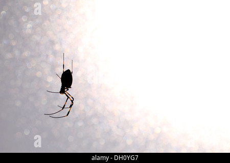 La silhouette du golden-Spider web against white background Banque D'Images