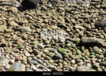 Les roches du littoral, l'Acadia National Park, Bar Harbor, Maine Banque D'Images