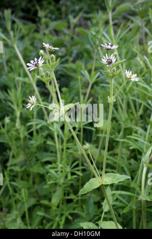 Stellaria aquatica, mouron des oiseaux d'eau Banque D'Images