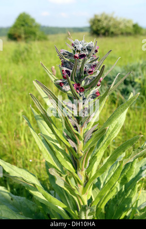 Cynoglossum officinale, Houndstongue Banque D'Images