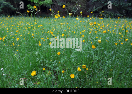 Tall Buttercup, Ranunculus acris Banque D'Images