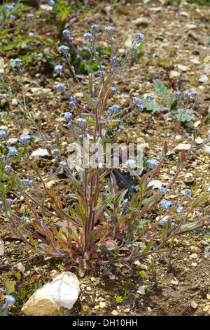 Myosotis arvensis, Domaine Forget-me-not Banque D'Images