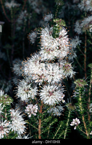 Close-up of Buchu/ Boegoe/ Bookoo fleurs - Agathosma ciliaris - Famille Rutaceae Banque D'Images