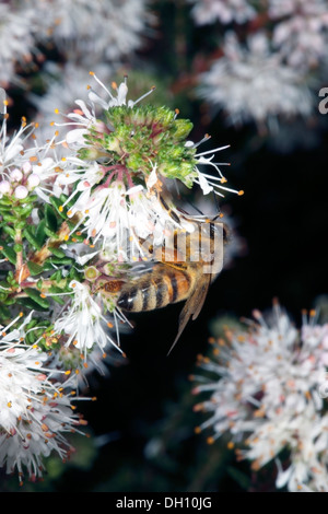 Close-up de la collecte du pollen d'abeille de Buchu/ Boegoe/ fleurs Bookoo - Apis- mellifer Agathosma ciliaris - Famille Rutaceae Banque D'Images
