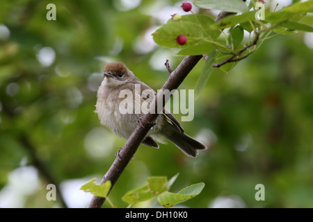 Sylvia atricapilla Blackcap, les jeunes Banque D'Images