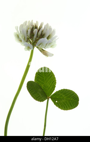 Trèfle blanc Trifolium repens, Banque D'Images