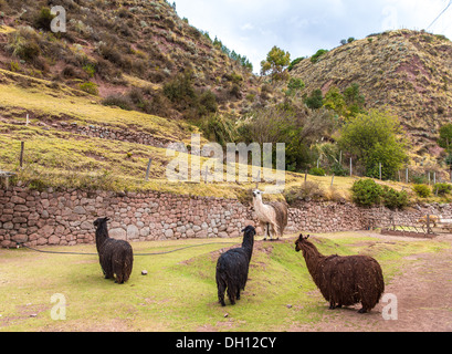 Ferme de llama,alpaca Vicuna,au Pérou, Amérique du Sud. Animal andin.Lama est de camélidés sud-américains Banque D'Images