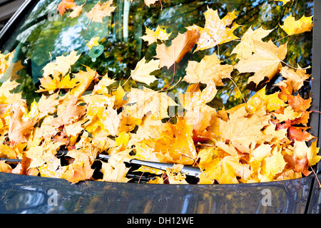 Feuilles mortes sur le pare-brise de voiture bleu Banque D'Images